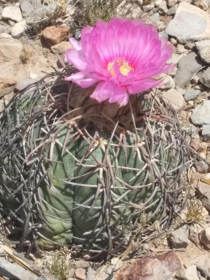 Camping At Desert Gardens Oasis At Lobo, Texas فان هورن المظهر الخارجي الصورة